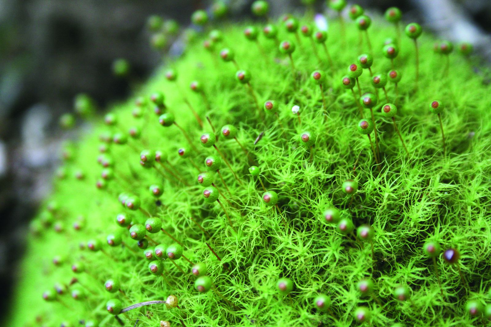 コケの世界へようこそ 本屋 Title