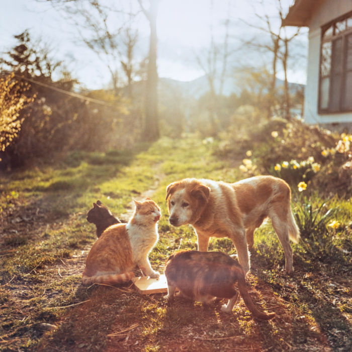 「動物たちの家」奥山淳志写真展